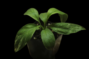 Cuna Sensación Variegada