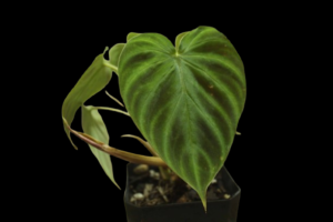Philondendron Verrucosum