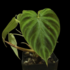 Philondendron Verrucosum
