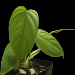 Philodendron Tenue