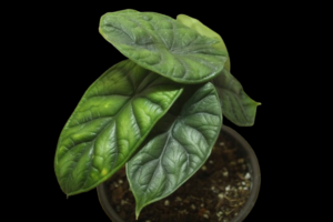 Alocasia Dragon Scale