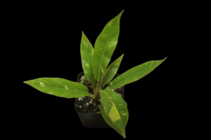 Philodendron Ring of Fire