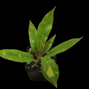 Philodendron Ring of Fire