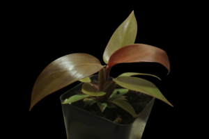Philodendron Red Sun