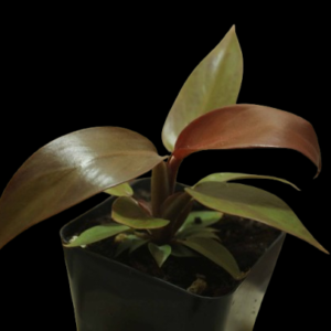 Philodendron Red Sun