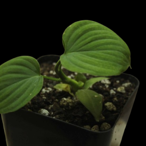 Philodendron Perú