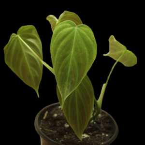 Philodendron Splendid