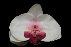 Pinza de Orquídea Gde