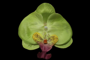 Pinza de Orquídea 
