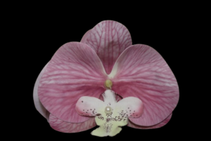 Pinza de Orquídea Gde