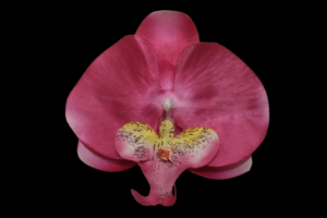 Broche de Orquídea