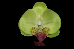 Broche de Orquídea