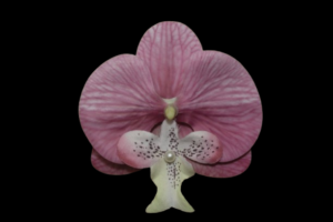 Broche de Orquídea