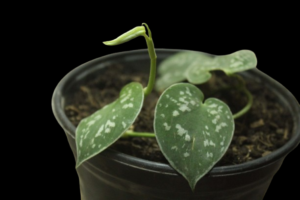 Scindapsus Pictus