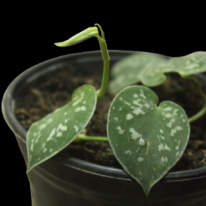 Scindapsus Pictus