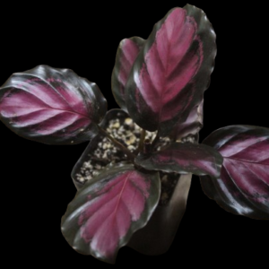 Calathea Crimson
