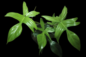 Philodendron Florida Ghost