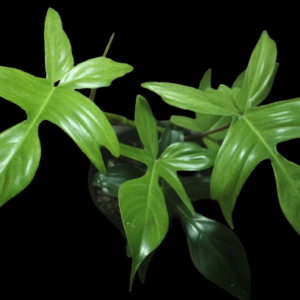 Philodendron Florida Ghost