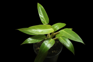 Philodendron Painted Lady