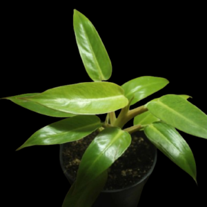Philodendron Painted Lady