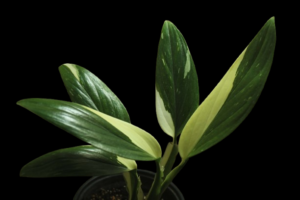 Monstera Standleyana