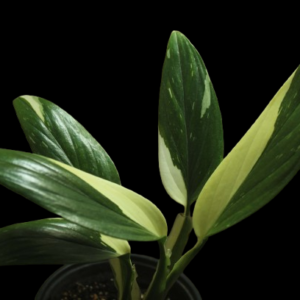 Monstera Standleyana