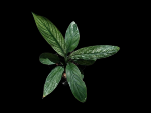 Cuna Sensación Variegada