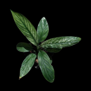 Cuna Sensación Variegada