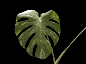 Monstera Thai Constellation