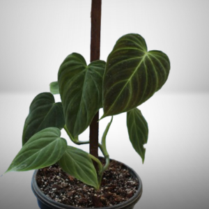 Philodendron Splendid