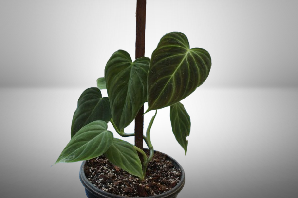 Philodendron Splendid