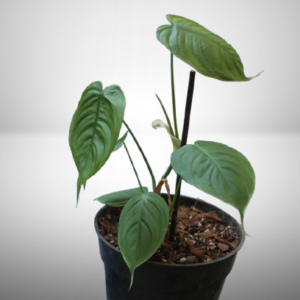 Philodendron Tenue