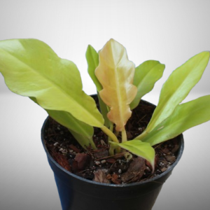 Philodendron Golden Saw
