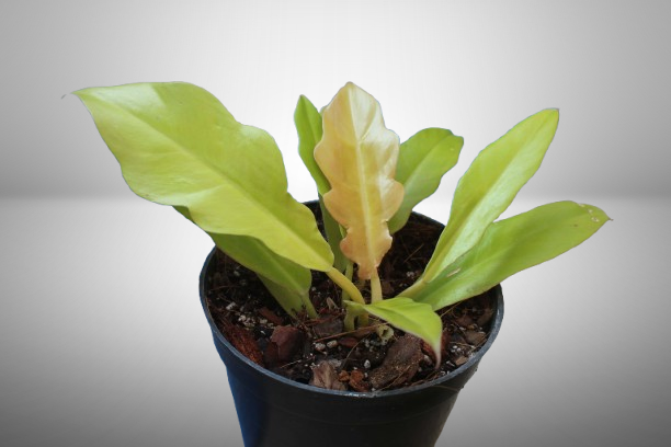 Philodendron Golden Saw