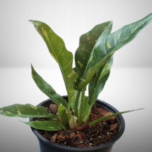 Philodendron Ring of Fire