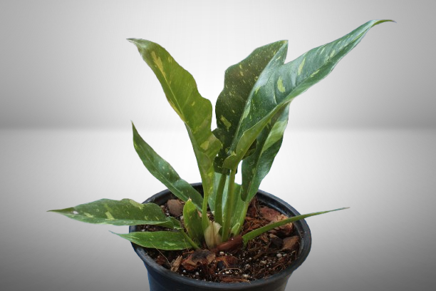 Philodendron Ring of Fire