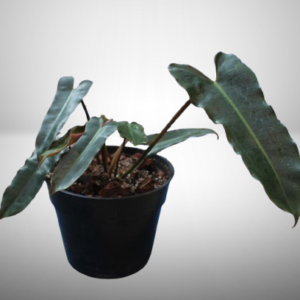 Philodendron Billietiae Black