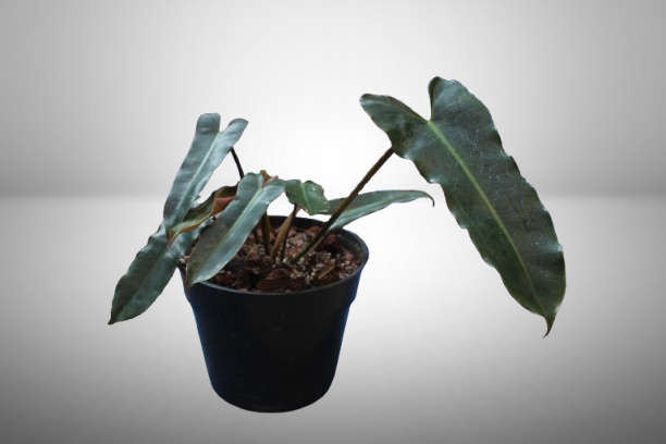 Philodendron Billietiae Black