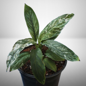 Cuna Sensación Variegada