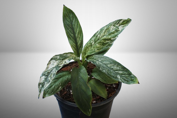Cuna Sensación Variegada