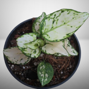 Aglaonema White