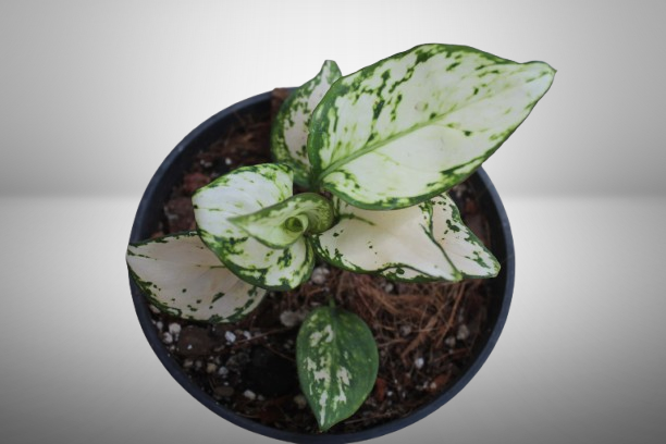 Aglaonema White
