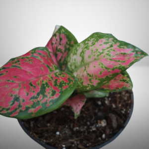 Aglaonema