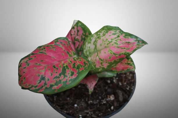 Aglaonema