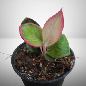 Aglaonema