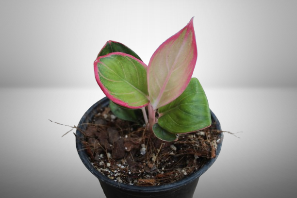 Aglaonema