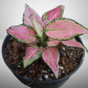 Aglaonema