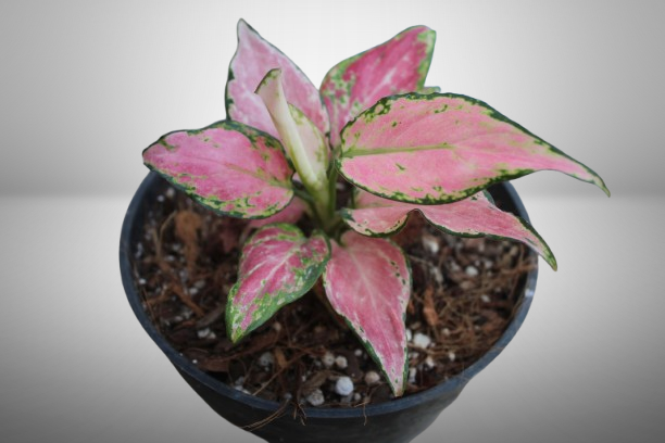 Aglaonema