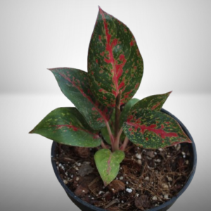 Aglaonema