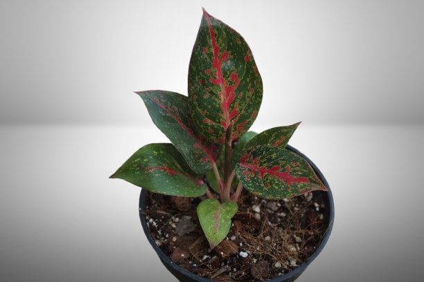 Aglaonema